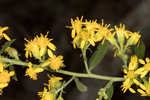 Buckley's goldenrod 